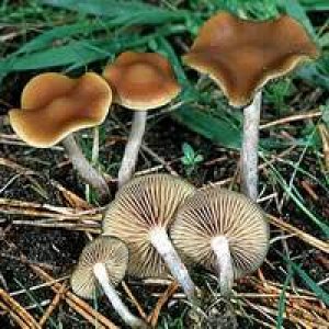 psilocybe cyanescens 1