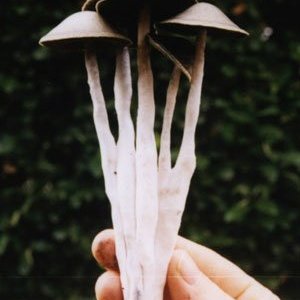 panaeolus cyanescens
