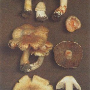 inocybe patouillardii