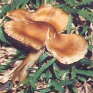 inocybe aeruginascens