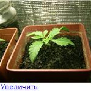 9a50bf1154d7t