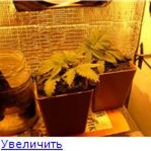 6a825da1ef65t
