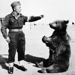 Bear 02