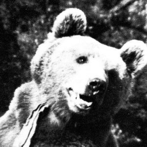Bear 05