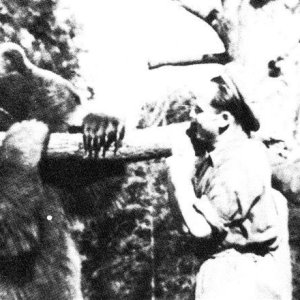 Bear 06