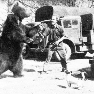 Bear 08