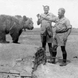 Bear 10