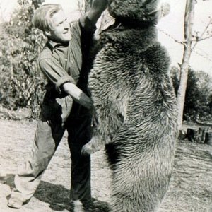 Bear 12