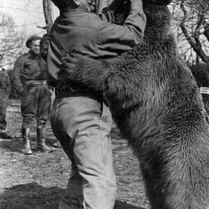 Bear 21