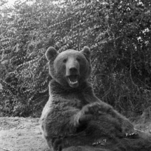 Bear 26