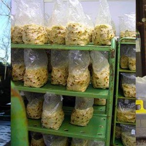 production wholecelium