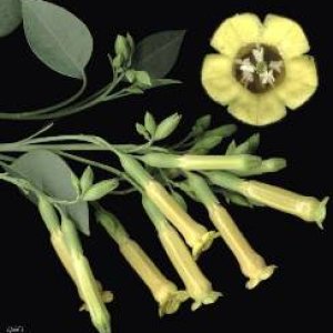 nicotiana glauca