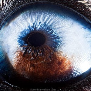 macro animaleye 01