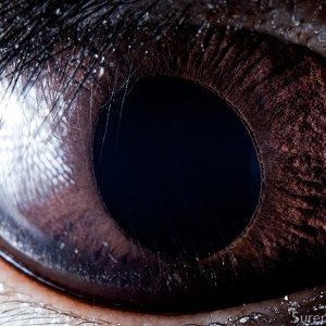 macro animaleye 03
