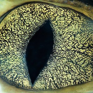 macro animaleye 05