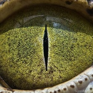 macro animaleye 06
