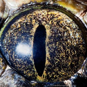macro animaleye 07