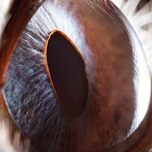 macro animaleye 09