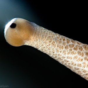 macro animaleye 10