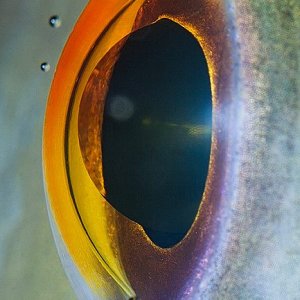 macro animaleye 11