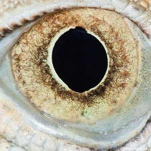 macro animaleye 12