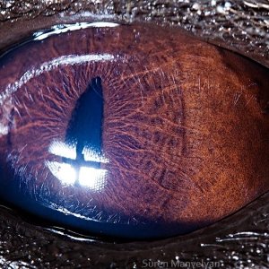 macro animaleye 13
