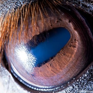 macro animaleye 14