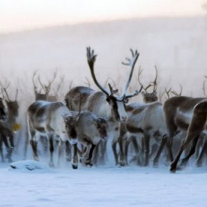 reindeer And people01
