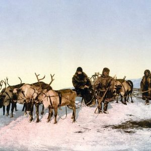reindeer And people04