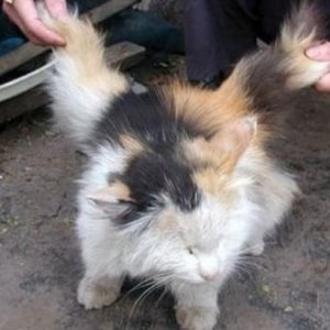angel Cat 01
