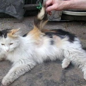angel Cat 02