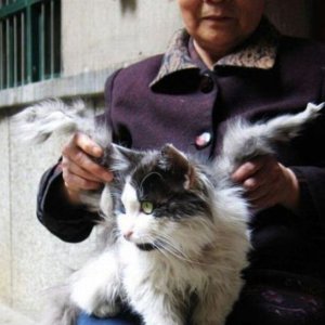 angel Cat 03