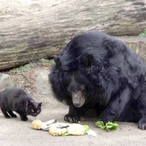 Cat And bear 1
