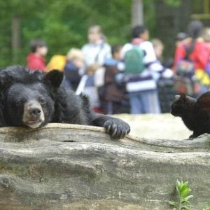 Cat And bear 2