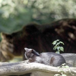 Cat And bear 3