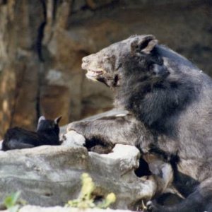 Cat And bear 4