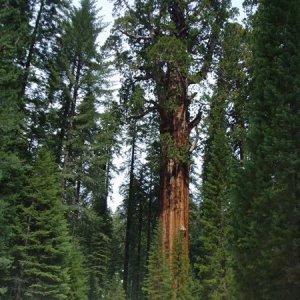 general sherman