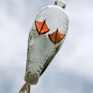 Img catsmob Dot Com 20120327 00557 052