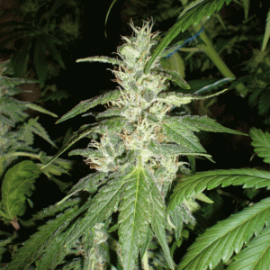 P3240130