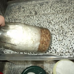 еще две банки практически заросли