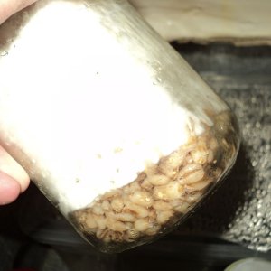 еще две банки практически заросли