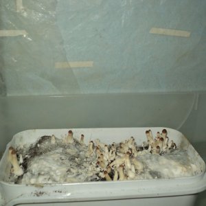 начинает плодоносить