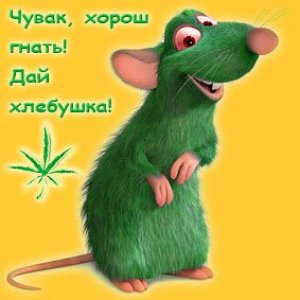 21387282 RastaTuy