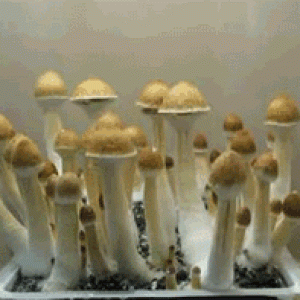 1238065022 growing shrooms