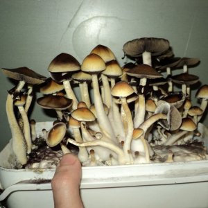48