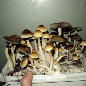 49