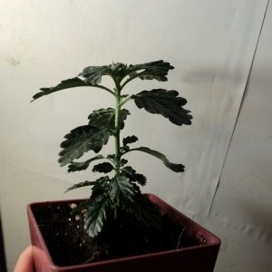 Damiana