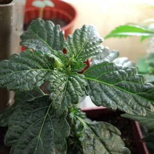Damiana