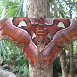 pavlinoglazka