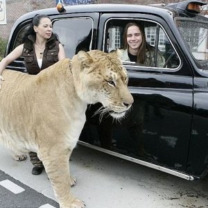 liger 1